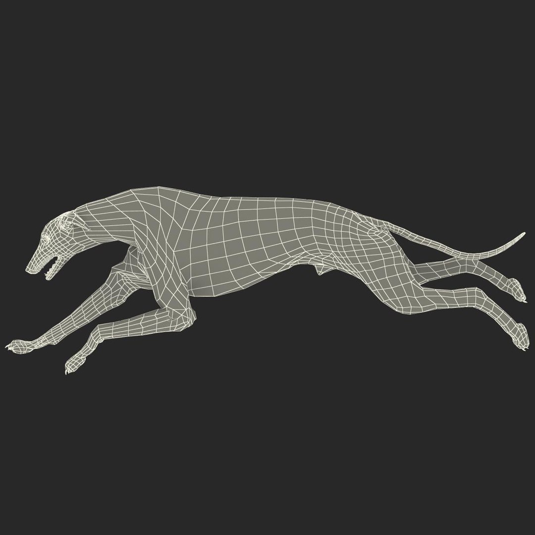 3d model australian greyhound 2 pose https://p.turbosquid.com/ts-thumb/WH/ncslUc/L0euIcBv/australiangreyhound2pose3fur_19/jpg/1393015052/1920x1080/fit_q87/775a98c62a1b4f8cda9f6af0d69d1e79a5d55d7a/australiangreyhound2pose3fur_19.jpg