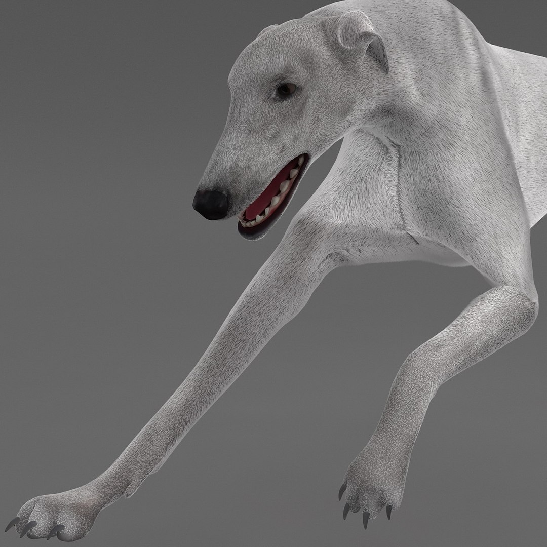 3d model australian greyhound 2 pose https://p.turbosquid.com/ts-thumb/WH/ncslUc/LDAHMzfB/australiangreyhound2pose3fur_15/jpg/1393015037/1920x1080/fit_q87/3d283716394e103ec3522ed4376705e5ce4fd101/australiangreyhound2pose3fur_15.jpg