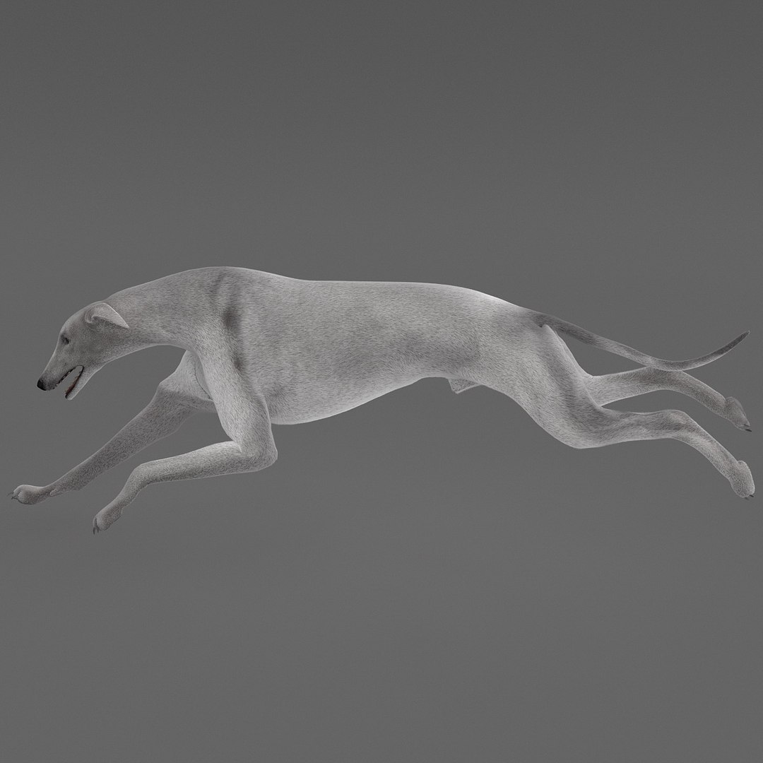 3d model australian greyhound 2 pose https://p.turbosquid.com/ts-thumb/WH/ncslUc/NNANic4M/australiangreyhound2pose3fur_8/jpg/1393015017/1920x1080/fit_q87/a2f2bfa4ce3a1c1588a3f661e78e3670f0fad4dd/australiangreyhound2pose3fur_8.jpg
