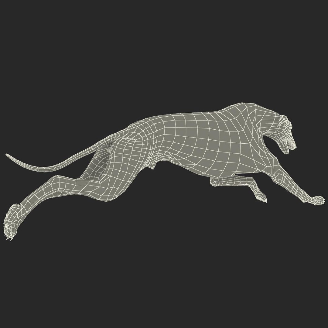 3d model australian greyhound 2 pose https://p.turbosquid.com/ts-thumb/WH/ncslUc/OUuSewqo/australiangreyhound2pose3fur_23/jpg/1393015063/1920x1080/fit_q87/0288ee6eb8753a73e26f59ae110816615d0a5039/australiangreyhound2pose3fur_23.jpg