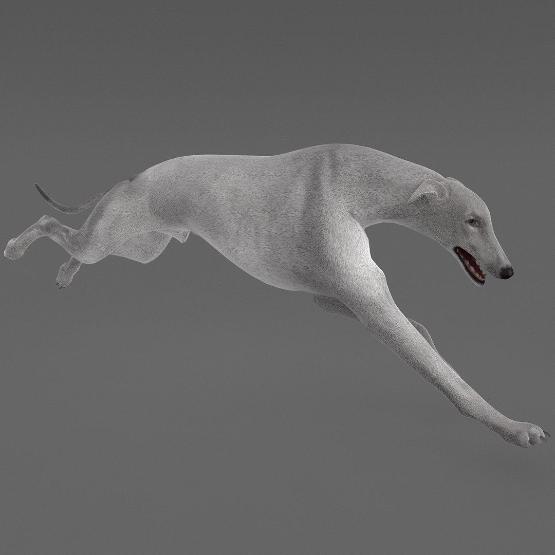 3d model australian greyhound 2 pose https://p.turbosquid.com/ts-thumb/WH/ncslUc/P7k58ft5/australiangreyhound2pose3fur_9/jpg/1393015018/1920x1080/fit_q87/c30adb77f47dd4f14e7885b6e2db16bc132d53cb/australiangreyhound2pose3fur_9.jpg