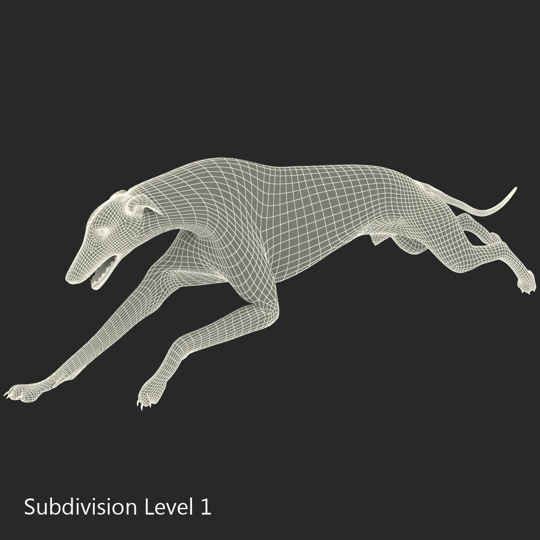3d model australian greyhound 2 pose https://p.turbosquid.com/ts-thumb/WH/ncslUc/RdrGjUS1/australiangreyhound2pose3fur_7/jpg/1393015014/1920x1080/fit_q87/42614d86402c61d6c0deaeb0c53e7d124003d6c3/australiangreyhound2pose3fur_7.jpg