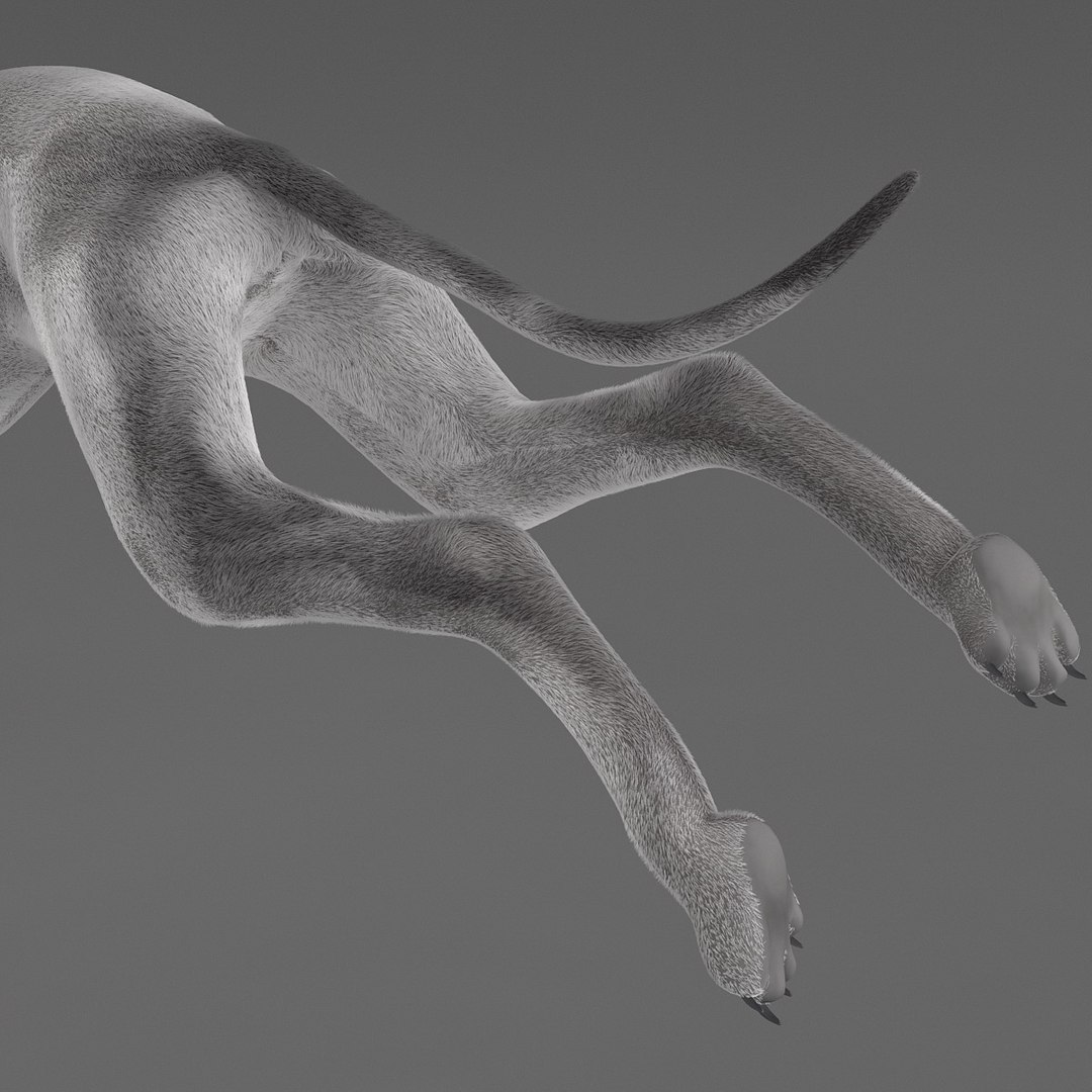 3d model australian greyhound 2 pose https://p.turbosquid.com/ts-thumb/WH/ncslUc/ToW2NLlc/australiangreyhound2pose3fur_17/jpg/1393015045/1920x1080/fit_q87/a0a41372f4cca58549520a9801413444aa73b1e2/australiangreyhound2pose3fur_17.jpg