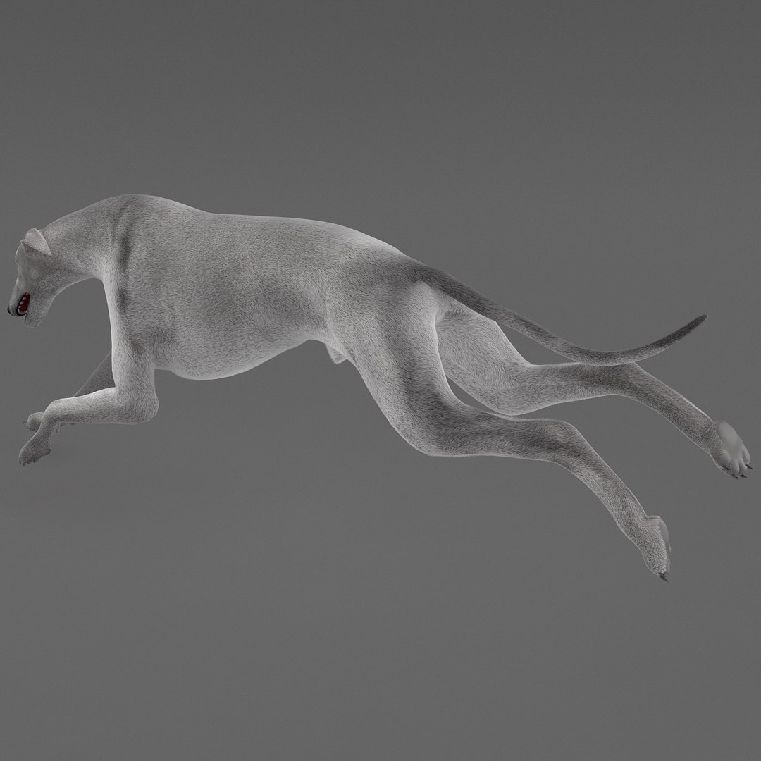 3d model australian greyhound 2 pose https://p.turbosquid.com/ts-thumb/WH/ncslUc/YPMGZ1vG/australiangreyhound2pose3fur_12/jpg/1393015029/1920x1080/fit_q87/d6f07bb2938be6038f620f6e64e2e80a27483638/australiangreyhound2pose3fur_12.jpg