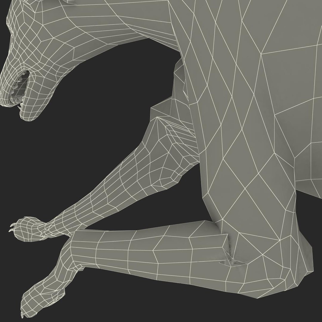 3d model australian greyhound 2 pose https://p.turbosquid.com/ts-thumb/WH/ncslUc/bPf62gU6/australiangreyhound2pose3fur_30/jpg/1393015082/1920x1080/fit_q87/aaefc9340699288ffd6fe93f685482d8d4d5478a/australiangreyhound2pose3fur_30.jpg