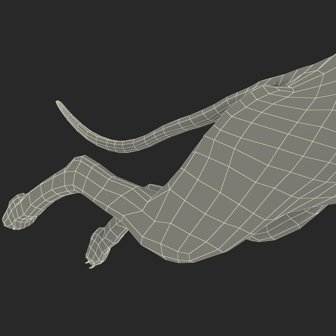 3d model australian greyhound 2 pose https://p.turbosquid.com/ts-thumb/WH/ncslUc/iHolu2G5/australiangreyhound2pose3fur_28/jpg/1393015078/1920x1080/fit_q87/0b2f90a2627ea41d9e3728728c3e9e49e44fb455/australiangreyhound2pose3fur_28.jpg