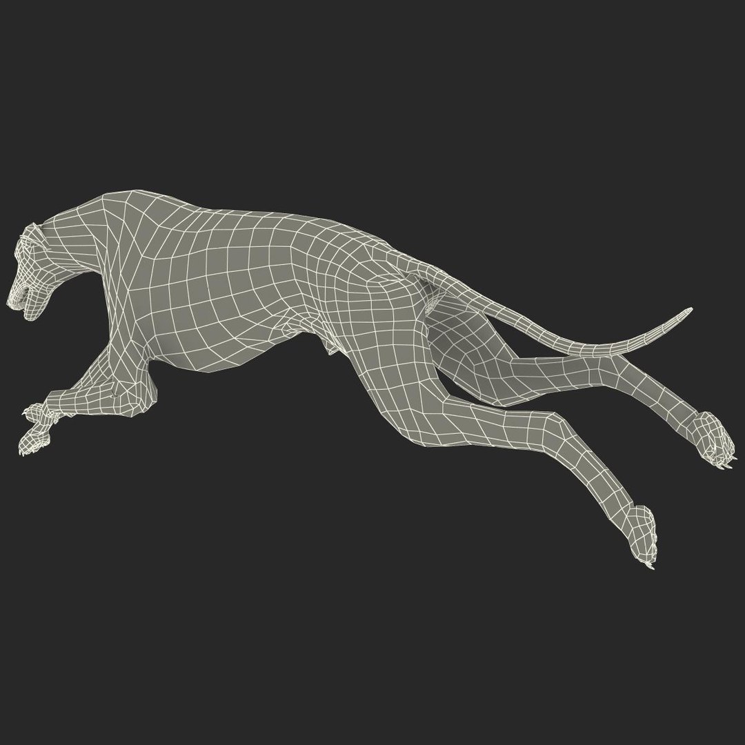 3d model australian greyhound 2 pose https://p.turbosquid.com/ts-thumb/WH/ncslUc/jDAAzDzD/australiangreyhound2pose3fur_24/jpg/1393015067/1920x1080/fit_q87/b794a179d2696a33469b35262a24879ff9f98c49/australiangreyhound2pose3fur_24.jpg