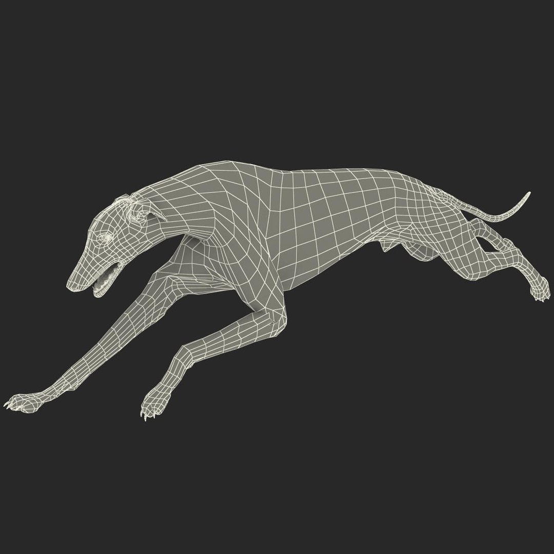 3d model australian greyhound 2 pose https://p.turbosquid.com/ts-thumb/WH/ncslUc/pAJtEWMx/australiangreyhound2pose3fur_20/jpg/1393015054/1920x1080/fit_q87/77c6183b6c28e0375e28a1a86be9459763f9f48d/australiangreyhound2pose3fur_20.jpg