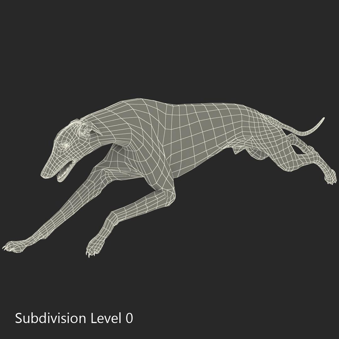 3d model australian greyhound 2 pose https://p.turbosquid.com/ts-thumb/WH/ncslUc/pYAnLMZ3/australiangreyhound2pose3fur_6/jpg/1393015011/1920x1080/fit_q87/cf494945dca553caac5b31d417ada9751d5f22d3/australiangreyhound2pose3fur_6.jpg