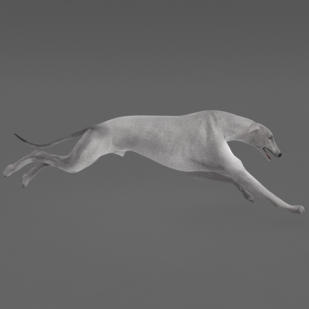 3d model australian greyhound 2 pose https://p.turbosquid.com/ts-thumb/WH/ncslUc/rCQpGqt3/australiangreyhound2pose3fur_10/jpg/1393015022/1920x1080/fit_q87/44dd99433aa2f6fb0b0e985d09d7da288f3f9e49/australiangreyhound2pose3fur_10.jpg