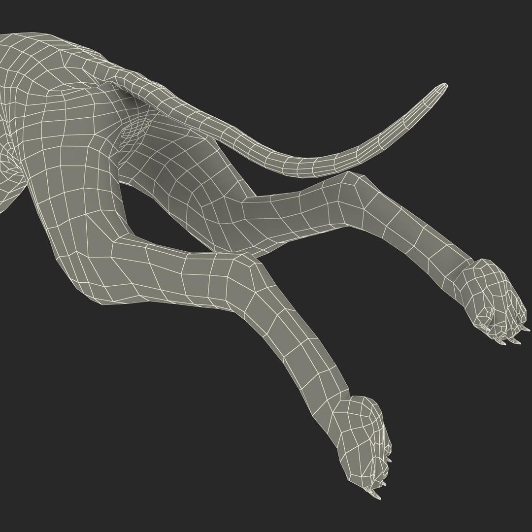 3d model australian greyhound 2 pose https://p.turbosquid.com/ts-thumb/WH/ncslUc/tL8DrxpX/australiangreyhound2pose3fur_29/jpg/1393015080/1920x1080/fit_q87/09c11c2faefa2ca0799eb1af922ce3990f1ae8d9/australiangreyhound2pose3fur_29.jpg