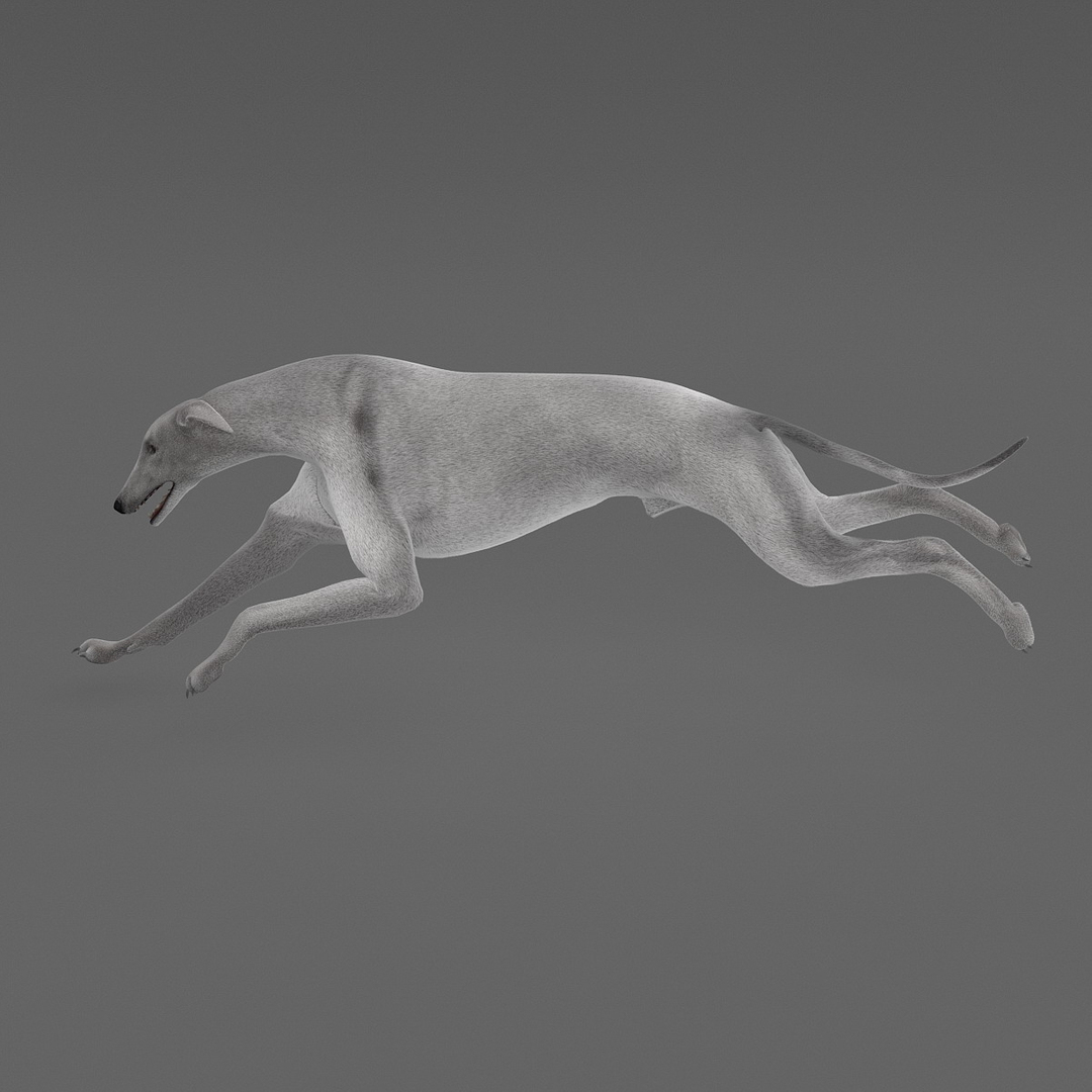3d model australian greyhound 2 pose https://p.turbosquid.com/ts-thumb/WH/ncslUc/uSewYfxk/turntablefile_360_1.jpgd46006c919c5410e829796d1a6ade13ezoom/jpg/1393015085/1920x1080/turn_fit_q99/82baf3c23baa5b0e355b80339fbe781242866487/turntablefile_360_1.jpgd46006c919c5410e829796d1a6ade13ezoom-1.jpg