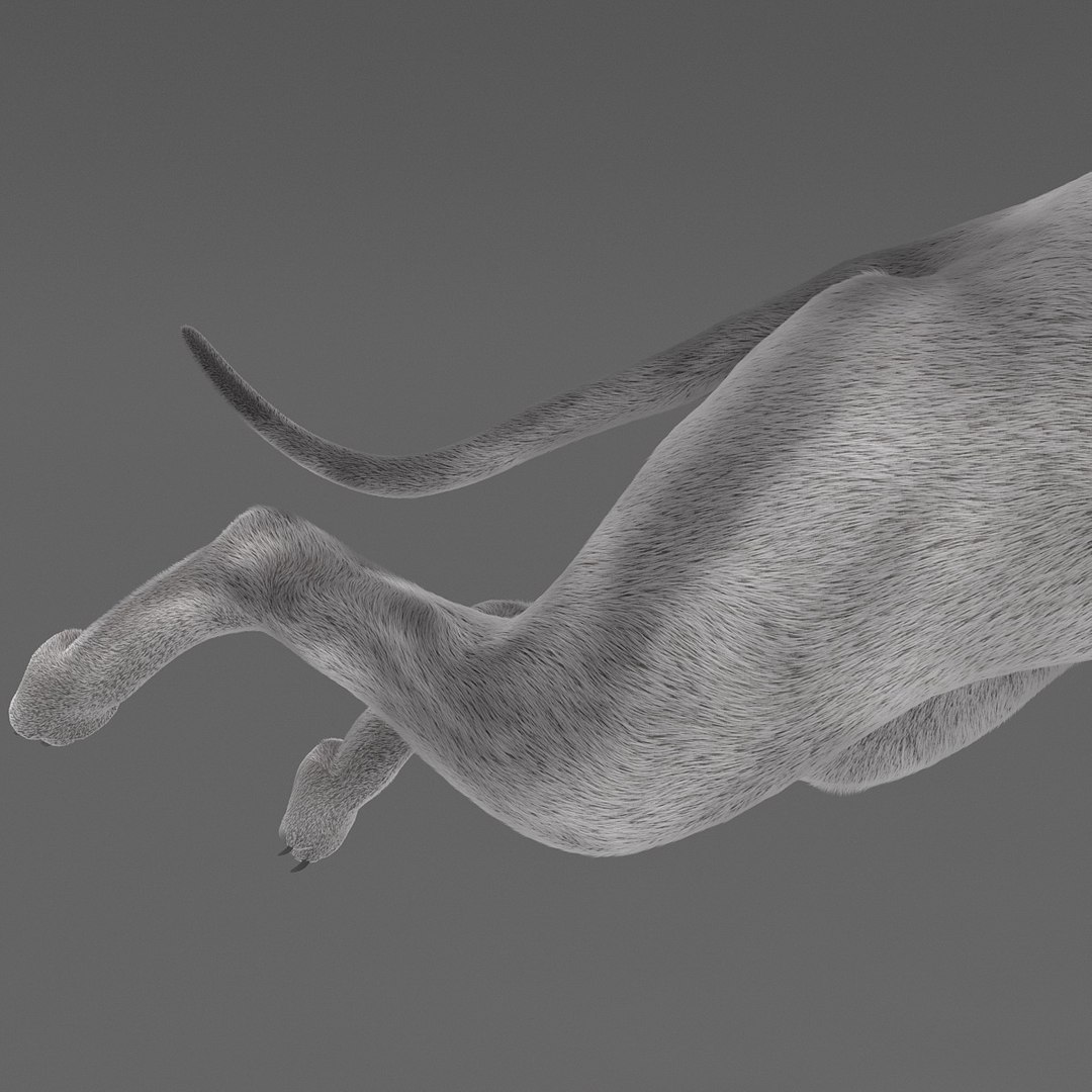 3d model australian greyhound 2 pose https://p.turbosquid.com/ts-thumb/WH/ncslUc/zLfCJ9VS/australiangreyhound2pose3fur_16/jpg/1393015039/1920x1080/fit_q87/3a5192dd99acc48da5bfff8bf72febe55c8c827c/australiangreyhound2pose3fur_16.jpg