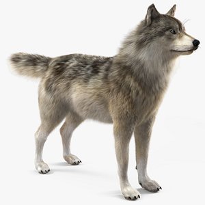 Grey Wolf Fur