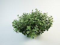 Blackcurrant bush ribes nigrum