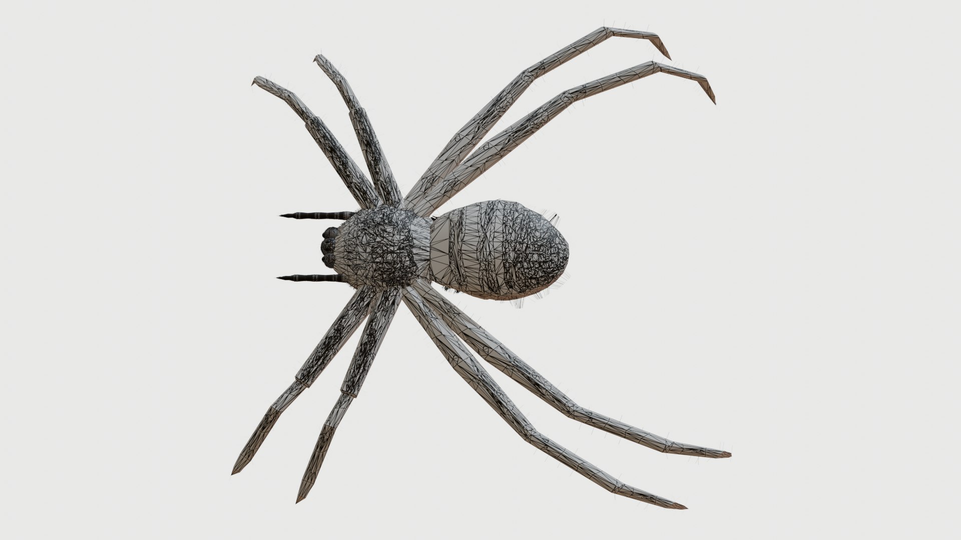 3D Model Spider - TurboSquid 2366910