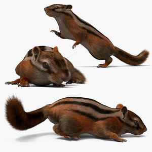 Forest Chipmunk Running Fur Animated Rigged For Maya 3D model