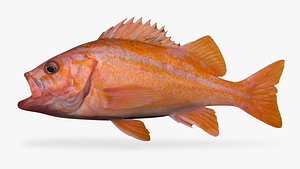 Canary Rockfish