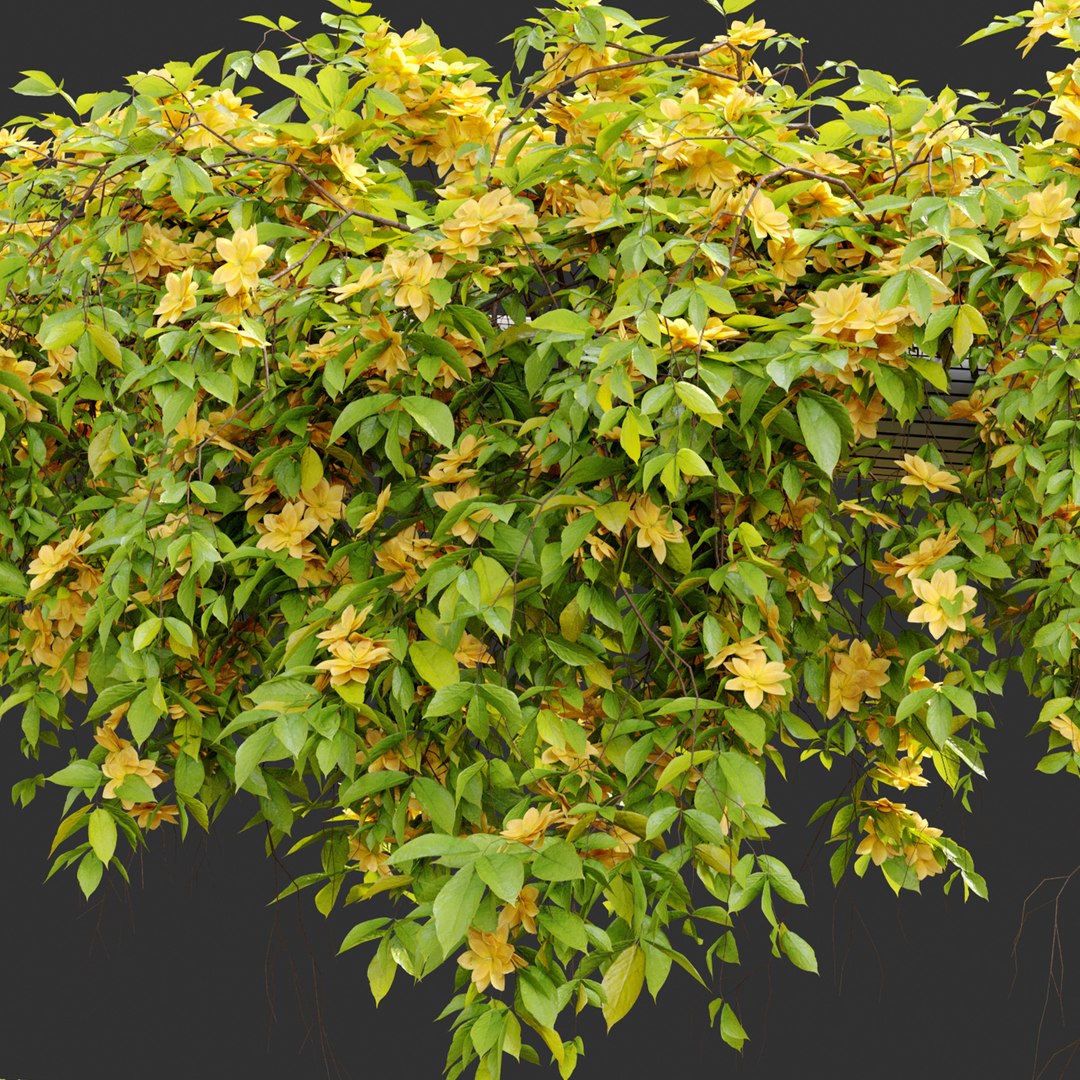 3D Hanging Plant 23 https://p.turbosquid.com/ts-thumb/WI/6wLJnQ/Op/previewq7thp/jpg/1660106225/1920x1080/fit_q87/fcdd698e196caa60ad17914a4f2882b0bb570f8f/previewq7thp.jpg