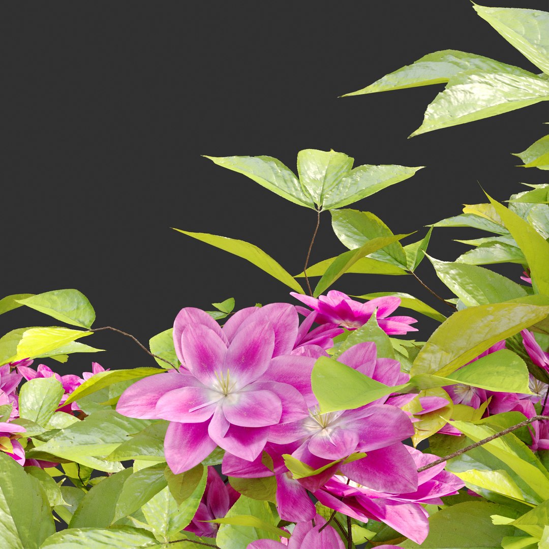 3D Hanging Plant 23 https://p.turbosquid.com/ts-thumb/WI/6wLJnQ/pD/previewq5thp/jpg/1660106222/1920x1080/fit_q87/7b977cb1fdb8245b860e4da45a77b1cbbd7c9e42/previewq5thp.jpg