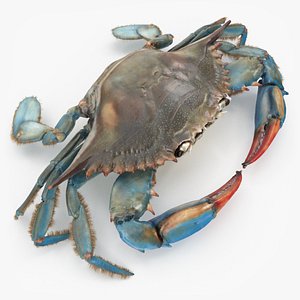 3D rigged blue crab animation