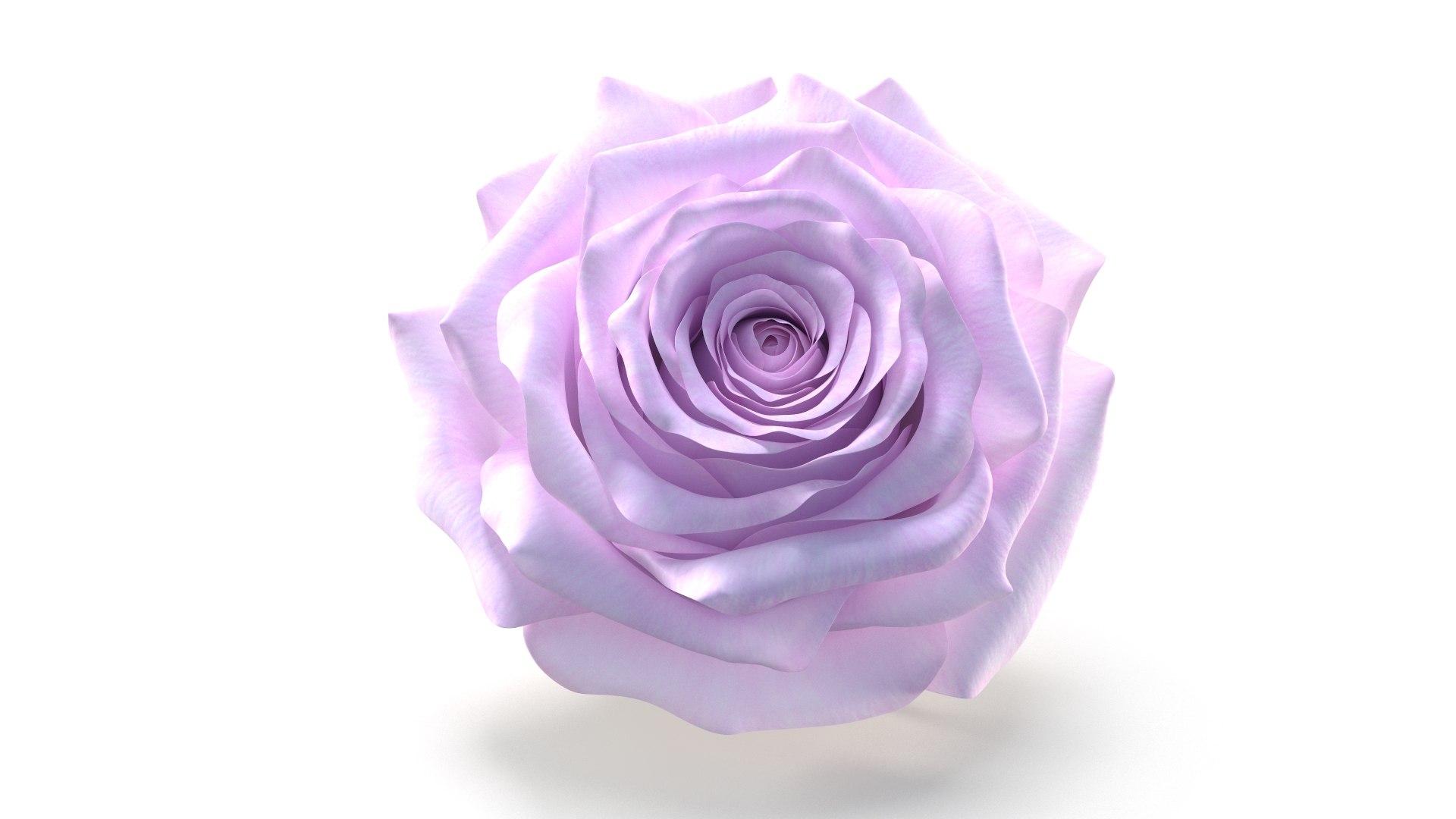 Realistic Pink Rose 3D Model - Ultra-High Quality 4K PBR Asset Model ...