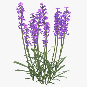 3D Lavender Flowers