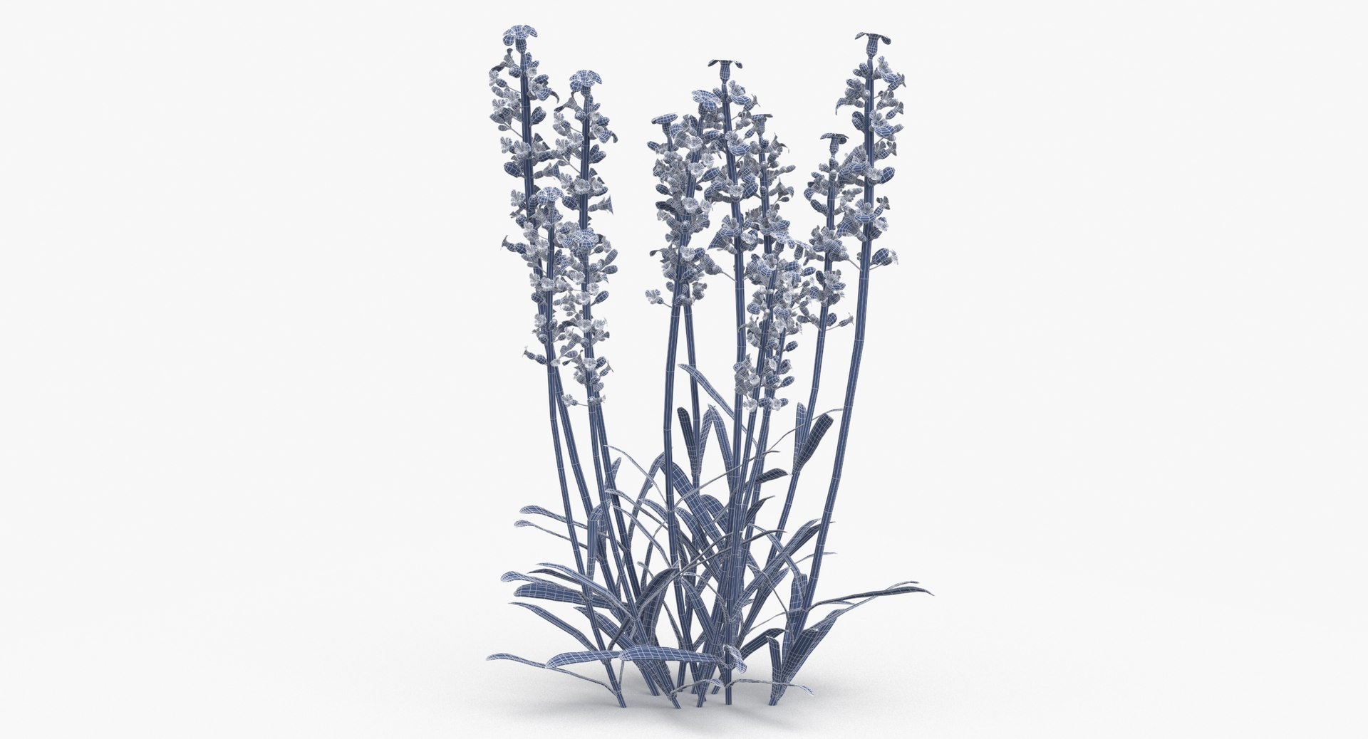 3D Lavender Flowers https://p.turbosquid.com/ts-thumb/WI/qgyCAT/IJ/lavender_flowers_wireframe_0004/jpg/1653632104/1920x1080/fit_q87/8313960009535eadb1b24083e1a4dc22eba3a196/lavender_flowers_wireframe_0004.jpg