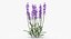 薰衣草花