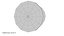 Door Knob Steel With Keyhole V03