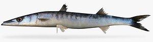 3d pelican barracuda model