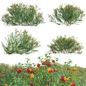 Lantana camara - Shrub Verbena