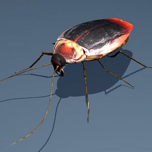 cockroach bug insect 3d model