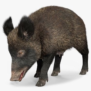 3D Wild Boar Female Fur Rigged for Cinema 4D