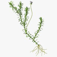 Elodea Plant Young
