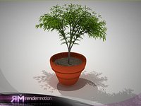 D2.C1.03 Palm macet-Maceta Planta Interior