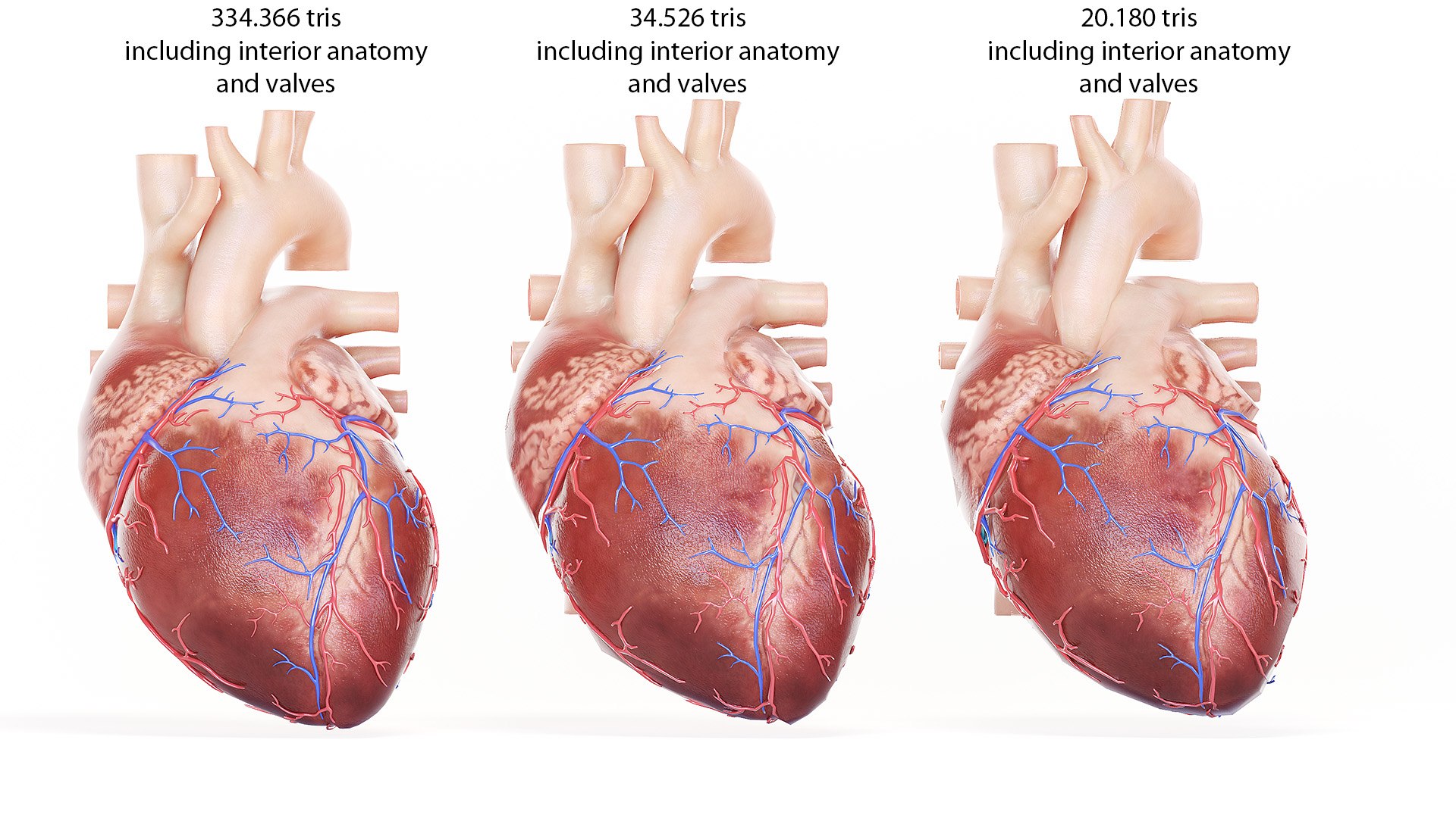 3D human heart https://p.turbosquid.com/ts-thumb/WJ/lpLKJn/1P9cD5xB/heart_all__lp01/jpg/1573812559/1920x1080/fit_q87/2117ea0c6304aa448f6d565a8cf707b382433215/heart_all__lp01.jpg