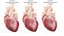 Human Heart Animated (Pro Version)