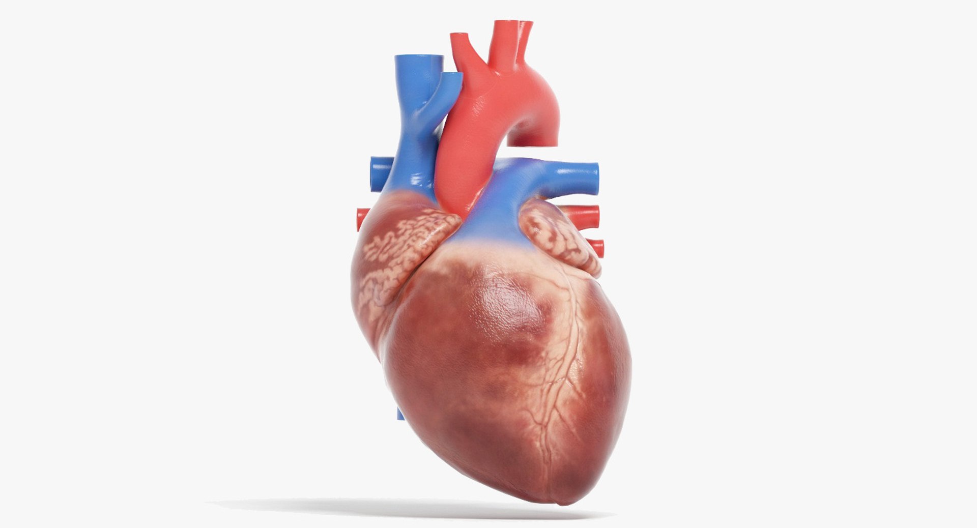 3D human heart https://p.turbosquid.com/ts-thumb/WJ/lpLKJn/3yyML5KX/19_front_view_closed_rd/jpg/1555529931/1920x1080/fit_q87/8285b6d9e21e1cae16e992a7dea28acfe1f43198/19_front_view_closed_rd.jpg