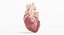 Human Heart Animated (Pro Version)