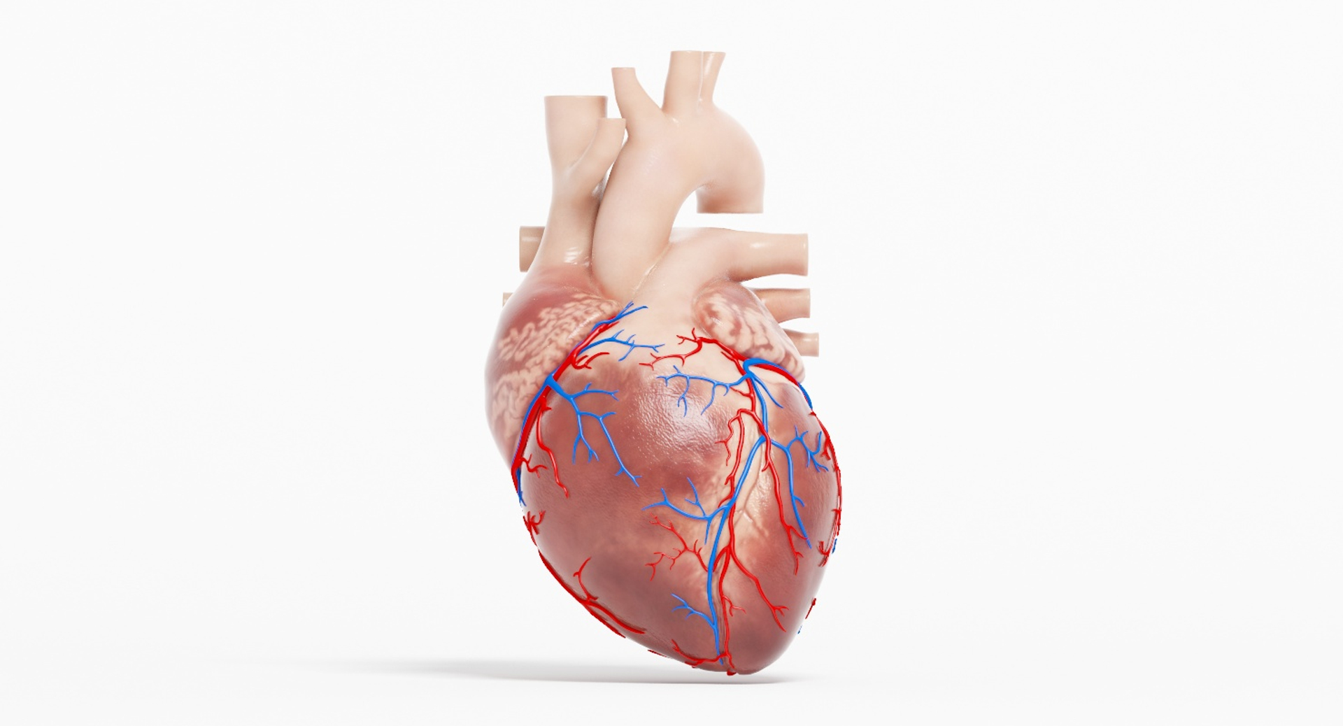 3D human heart https://p.turbosquid.com/ts-thumb/WJ/lpLKJn/569mcYKT/closed_heart_turntable/jpg/1541690333/1920x1080/turn_fit_q99/da4d49d326b0497c81dee6fe0a01fca7458c8447/closed_heart_turntable-1.jpg