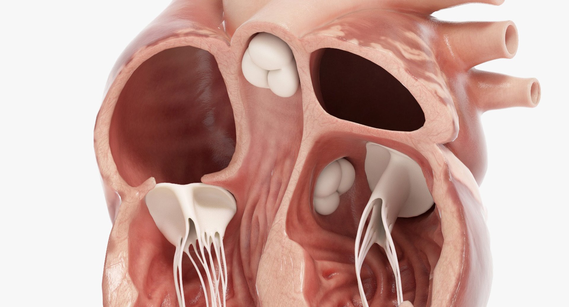 3D human heart https://p.turbosquid.com/ts-thumb/WJ/lpLKJn/5q3vJTx3/18_close_view/jpg/1555529930/1920x1080/fit_q87/62872363076f15d93c8cf67345571532458124bc/18_close_view.jpg