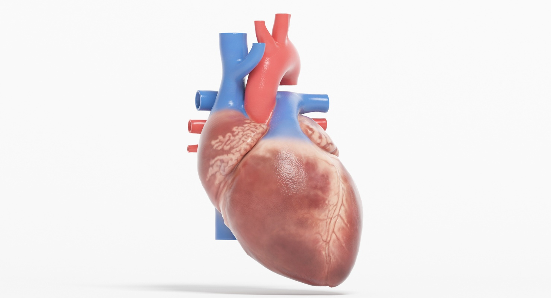 3D human heart https://p.turbosquid.com/ts-thumb/WJ/lpLKJn/C4Hm7HqP/turntable_closed_heart_rb/jpg/1541690369/1920x1080/turn_fit_q99/2c92a9fd574ba2d16d3dd3beb17acf782547502a/turntable_closed_heart_rb-1.jpg