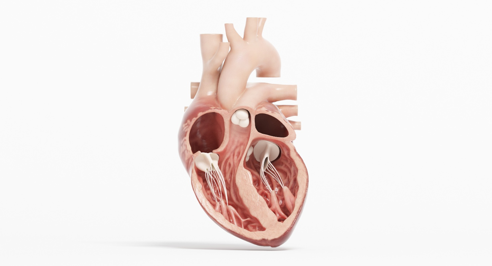 3D human heart https://p.turbosquid.com/ts-thumb/WJ/lpLKJn/P23yK3GD/cross_heart_turntable/jpg/1541690358/1920x1080/turn_fit_q99/b55561d83f613e64863413f13bc20dfd5d0d2aac/cross_heart_turntable-1.jpg
