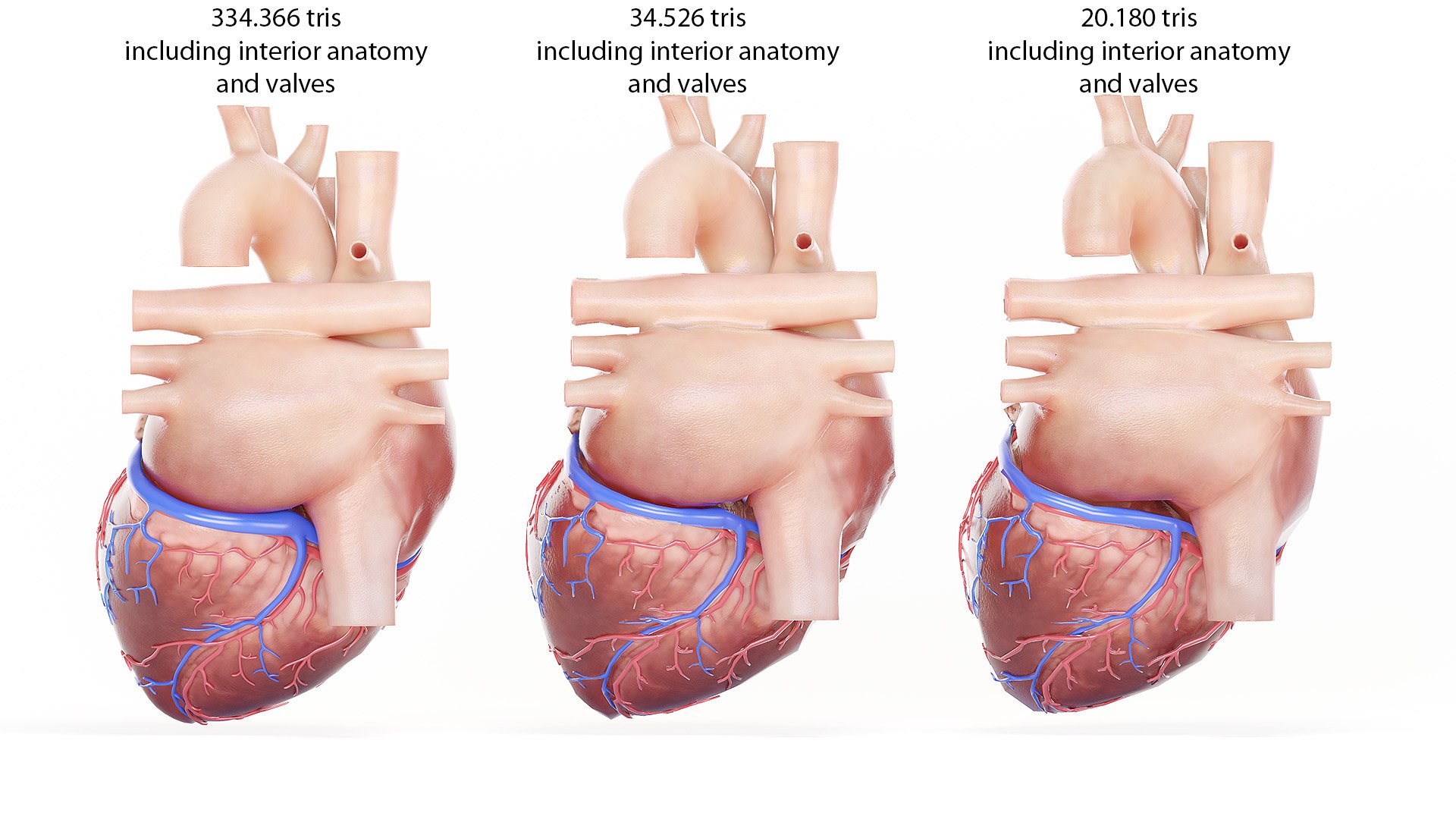 3D human heart https://p.turbosquid.com/ts-thumb/WJ/lpLKJn/RIXzsOrn/heart_all__lp02/jpg/1573812559/1920x1080/fit_q87/0b4b6c2d87507e836e4574f82269a09a5f0996a6/heart_all__lp02.jpg