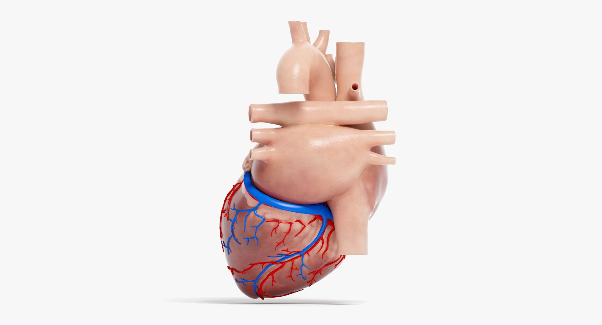 3D human heart https://p.turbosquid.com/ts-thumb/WJ/lpLKJn/U1jjINn2/15_back_view_closed_coronary/jpg/1555529930/1920x1080/fit_q87/dd12f800b132b431082f09280d4c1e9a47539cea/15_back_view_closed_coronary.jpg
