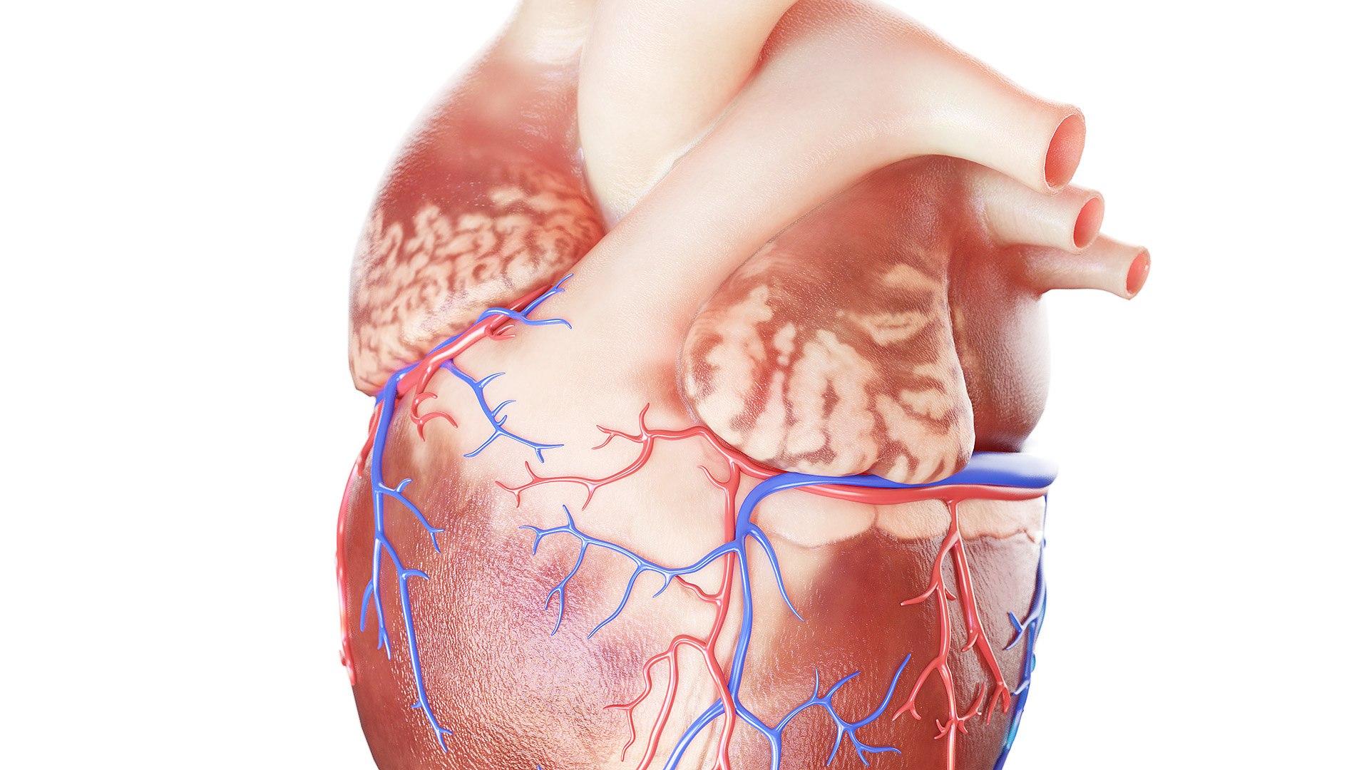3D human heart https://p.turbosquid.com/ts-thumb/WJ/lpLKJn/d3qP3Iin/heart_all_1f/jpg/1573812559/1920x1080/fit_q87/2b0448172ec6400c4b6cf74910509bd614ee54d8/heart_all_1f.jpg