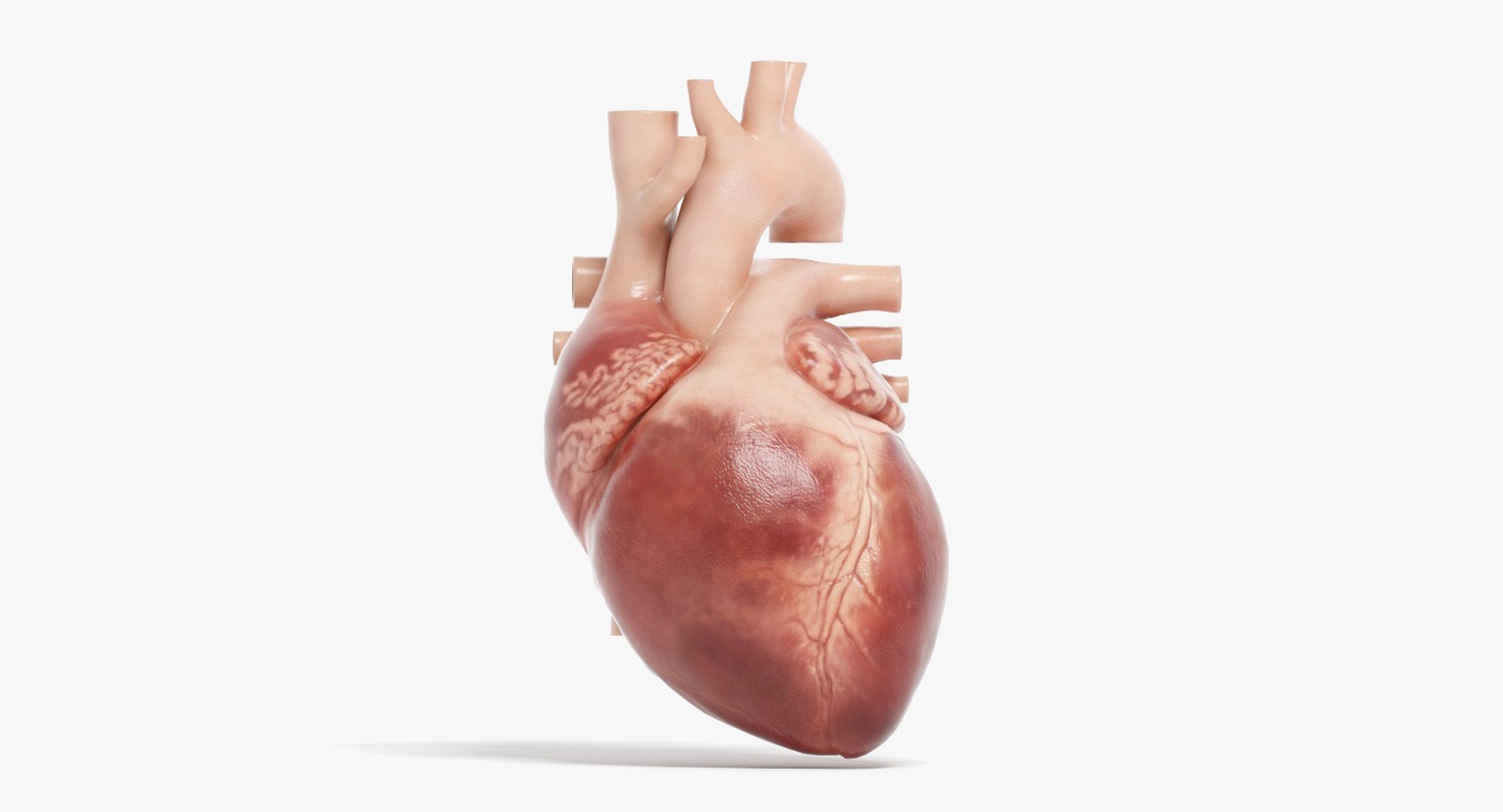 3D human heart https://p.turbosquid.com/ts-thumb/WJ/lpLKJn/idThGNoc/11_context_image/jpg/1555529974/1920x1080/fit_q87/e9c516700a89cbd1f44dc0b68b90cb1716f38318/11_context_image.jpg