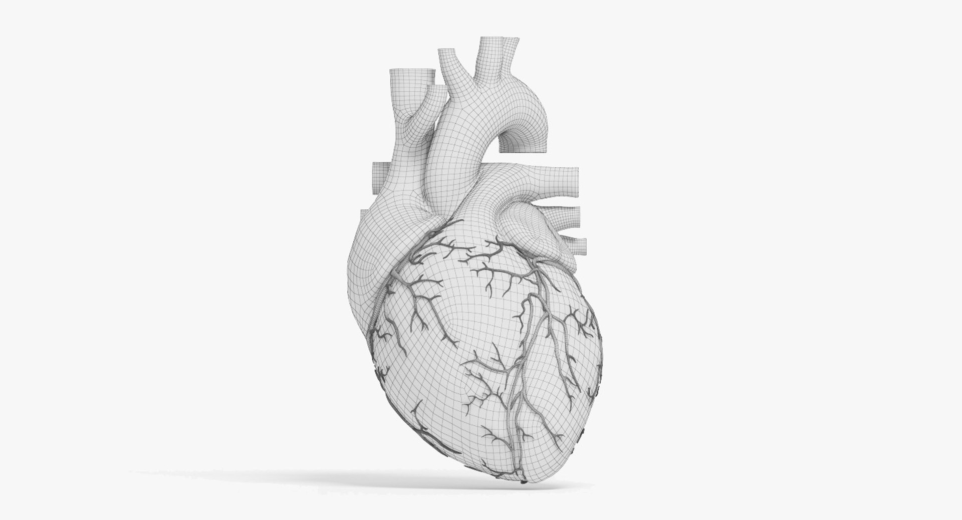 3D human heart https://p.turbosquid.com/ts-thumb/WJ/lpLKJn/ikDi8vZW/20_front_view_wireframe_closed/jpg/1555529931/1920x1080/fit_q87/075ecac9d94a994c053984658d9d95258eb653f2/20_front_view_wireframe_closed.jpg