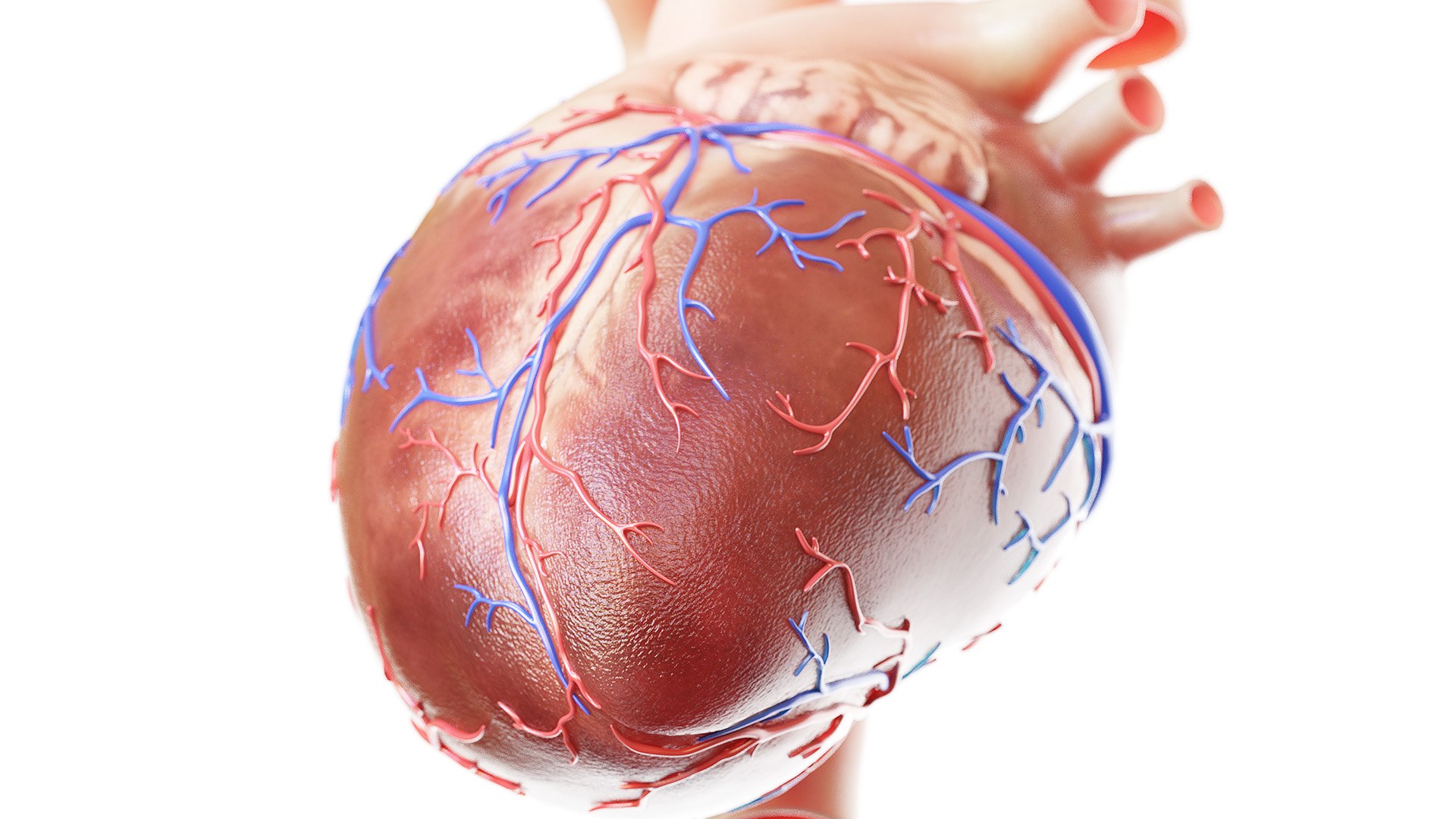 3D human heart https://p.turbosquid.com/ts-thumb/WJ/lpLKJn/kisEBlCG/heart_all_2f/jpg/1573812559/1920x1080/fit_q87/7ad08678ea4190ed6bf07e3fca6ef9ecf318c91f/heart_all_2f.jpg